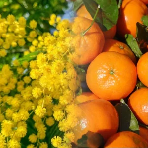 Mimosa & mandarine Fragrance Oil