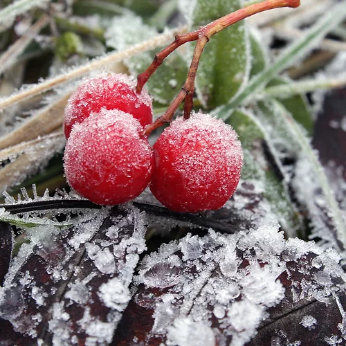 produit: Winter fruits (old)