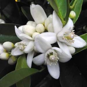 Olio di fragranza di Neroli