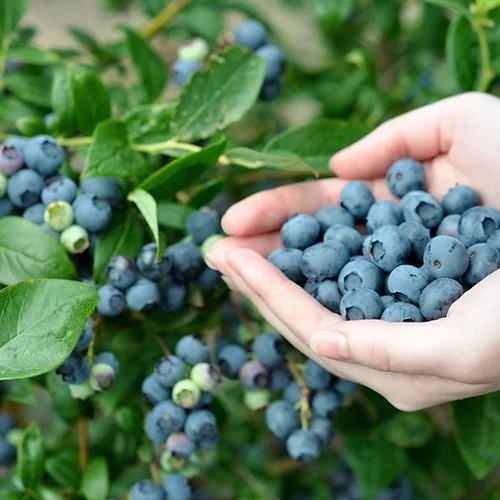 produit: Blueberry parfait