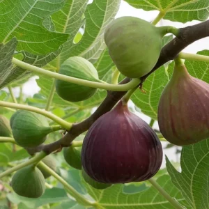 Fig Fragrance Oil