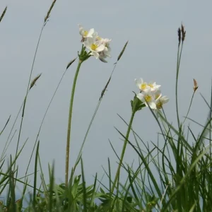 Windflower Fragrance Oil