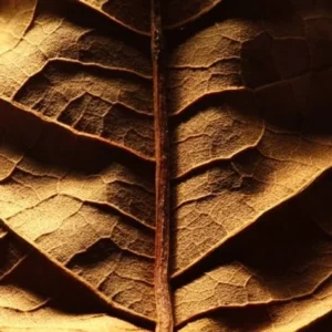 Olio di fragranza per camoscio e tabacco