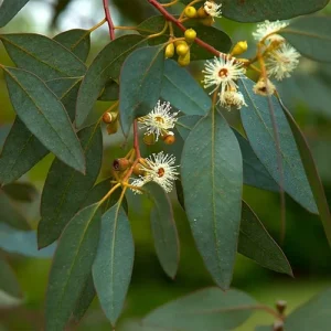 Eucalyptus leaves