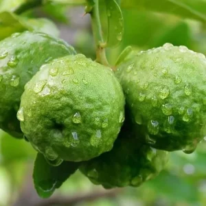 Bergamot Fragrance Oil