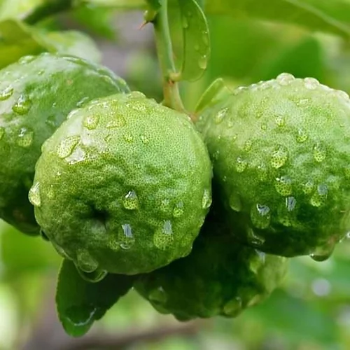 produit: Bergamot