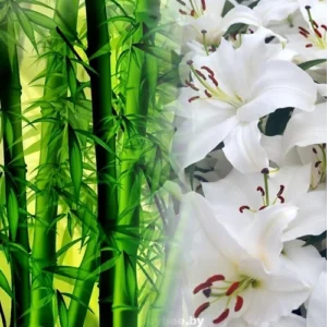 Bamboo & white lily fragrance Oil