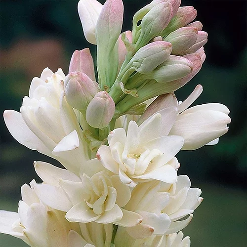 produit: Tuberose (new!)