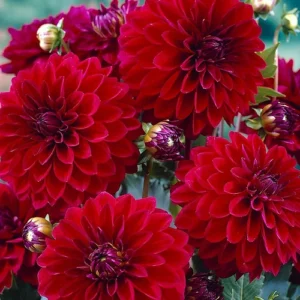 Dahlia & grenadine Fragrance Oil