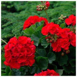 Geranium Fragrance Oil