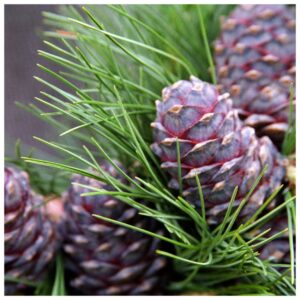 Cedarwood Fragrance Oil