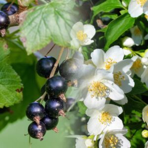 Olio profumato al ribes nero e gelsomino