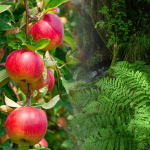 Applewood & fern Fragrance Oil