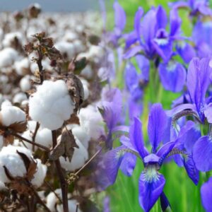 Olio di cotone e giaggiolo