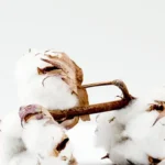 Thumbnail for Cotton flower