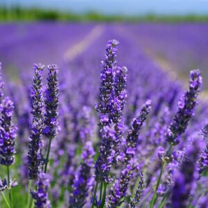 French Lavender Fragrance Oil