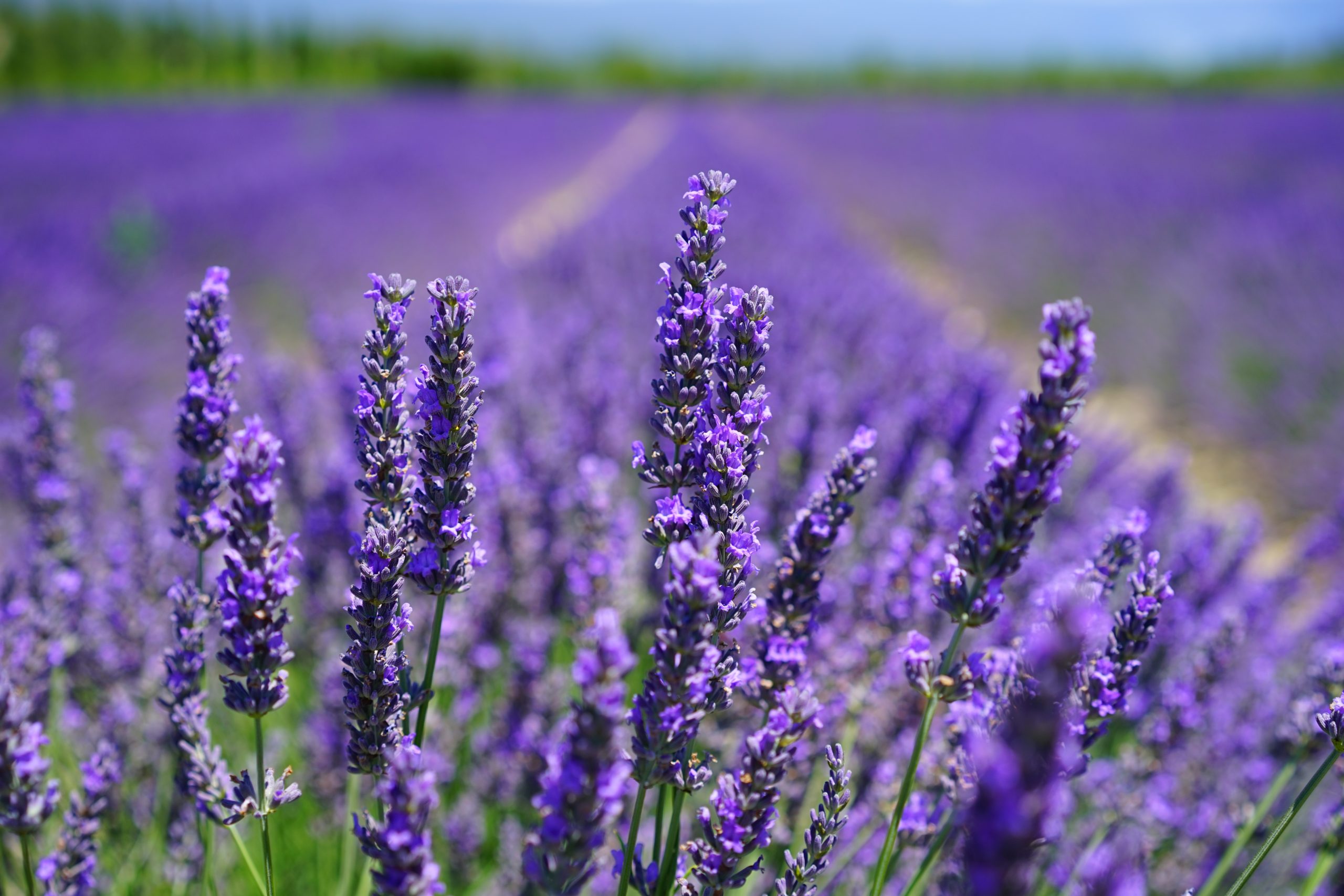 produit: French Lavender