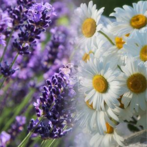 Olio profumato di lavanda e camomilla