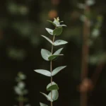 Thumbnail for Eucalyptus leaves