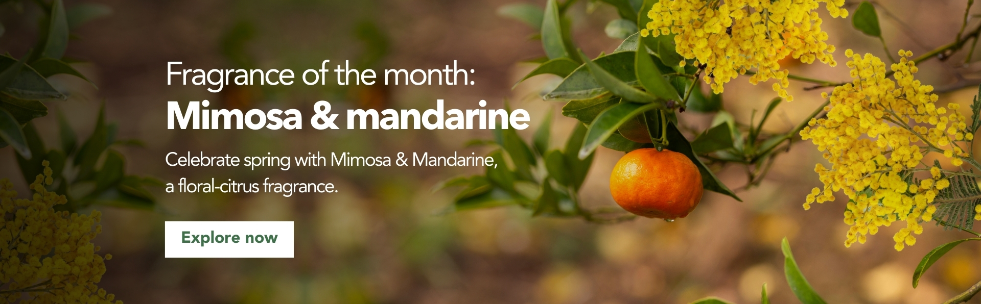 Mimosa & Mandarine