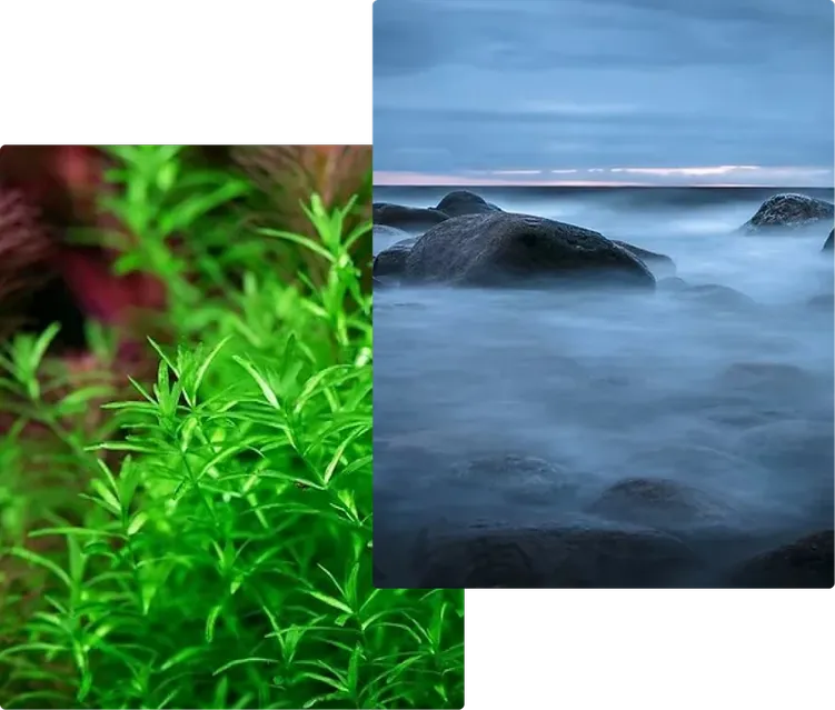 Aquatic Fragrances