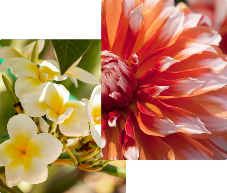 Fragranze floreali