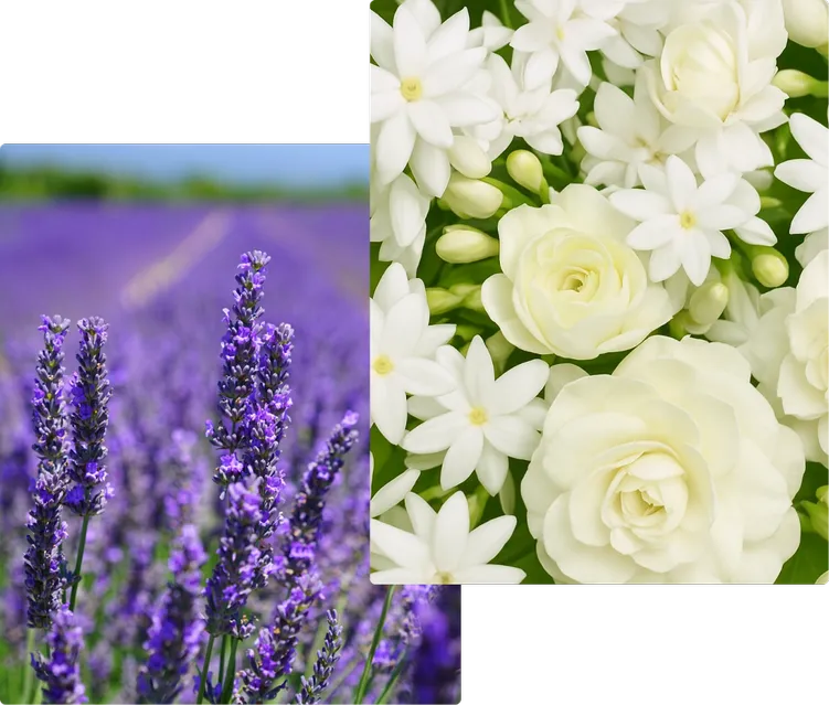 Spring Fragrances