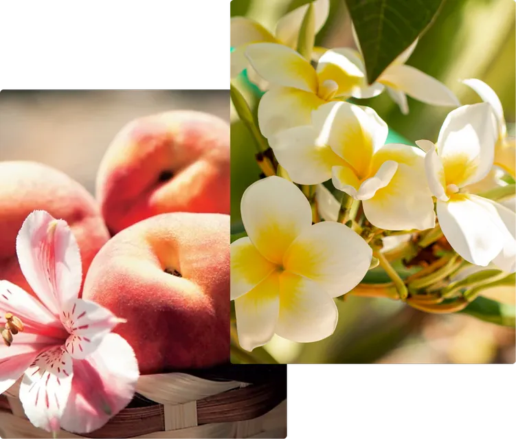 Summer Fragrances