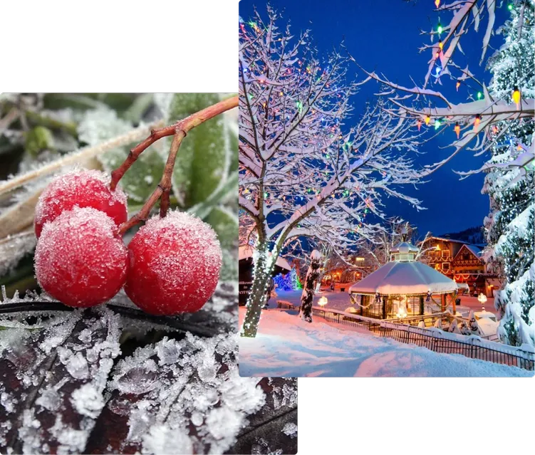 Fragranze invernali