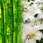 Thumbnail for Bamboo & white lily