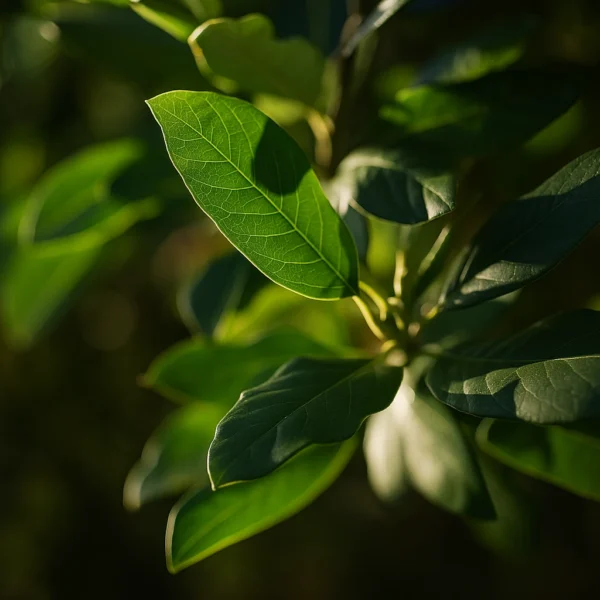 Bergamot Woods | Fragrance for candles, soaps, home care | Scent and More