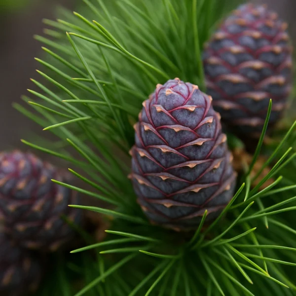 Cedarwood | Fragrance for candles, soaps, home care | Scent and More