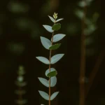 Thumbnail for Eucalyptus leaves