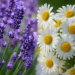 Thumbnail for Lavender & Chamomile