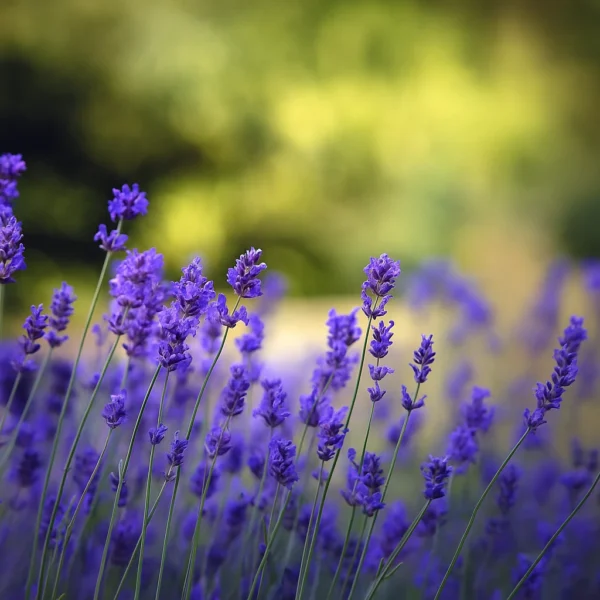 Stress Relief | Fragrance for candles, soaps, home care | Scent and More