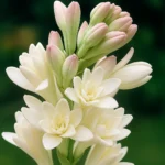 Thumbnail for Tuberose