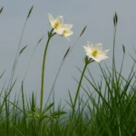 Thumbnail for Windflower