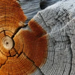 Thumbnail for Wood & powder